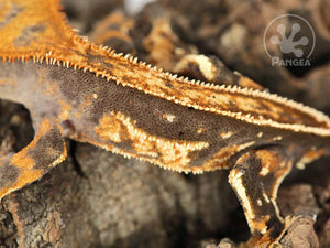 Male Pinstripe Crested Gecko Cr-0708 close up looking left 