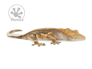 Male Pinstripe Crested Gecko Cr-0708 looking right 