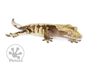 Female Drippy Extreme Harlequin Crested Gecko, fired up, facing right, full right side view. 0709