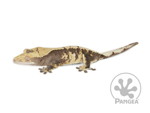 Female Drippy Extreme Harlequin Crested Gecko, fired up, facing left, full left side view. 0709