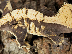 Female Drippy Extreme Harlequin Crested Gecko, fired up, facing right, close up of the right side laterals. 0709