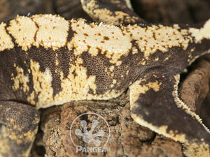Female Drippy Extreme Harlequin Crested Gecko, fired up, facing left, close up of the left side laterals. 0709
