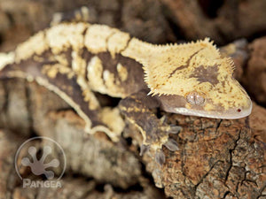 Female Drippy Extreme Harlequin Crested Gecko, fired up, facing right, close up of the right side of the face, also visible are the right legs, laterals and the dorsal. 0709