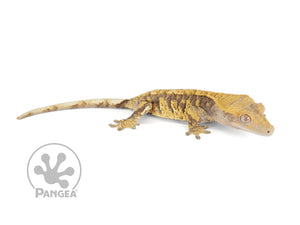 Female Extreme Harlequin Crested Gecko, fired up, facing right, full right side view. 0711