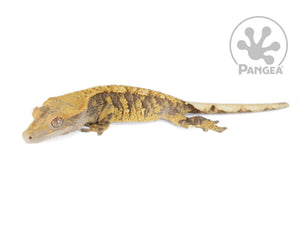 Female Extreme Harlequin Crested Gecko, fired up, facing left, full left side view. 0711