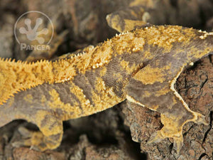 Female Extreme Harlequin Crested Gecko, fired up, facing left, close up of the left laterals. 0711