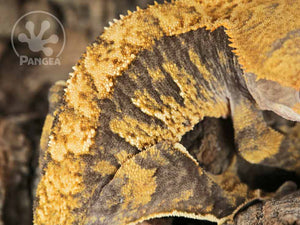 Female Extreme Harlequin Crested Gecko, fired up, facing right, close up of the right laterals and the dorsal. 0711
