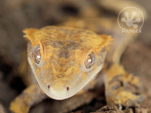 Female Extreme Harlequin Crested Gecko, fired up, facing front, close up of the face. 0711