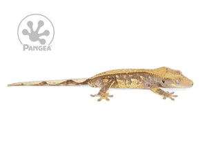 Male Partial Pinstripe Crested Gecko Cr-0713 looking right 