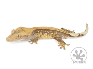 Male Partial Pinstripe Crested Gecko Cr-0713 looking right 