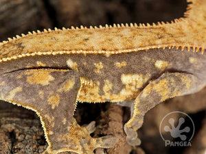 Male Partial Pinstripe Crested Gecko Cr-0713 close up looking right 