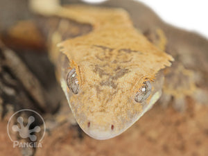 Male Partial Pinstripe Crested Gecko Cr-0713 close up face 
