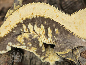 Male Tailless Drippy Solid Back Crested Gecko, fired up, facing right, close up of the right laterals. 0714