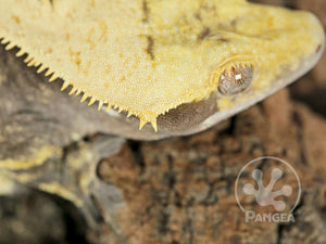Male Tailless Drippy Solid Back Crested Gecko, fired up, facing right, close up of the right side of the face and crests. 0714