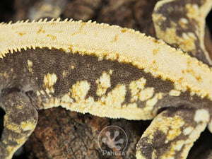 Male Tailless Drippy Solid Back Crested Gecko, fired up, facing left, close up of the left laterals. 0714