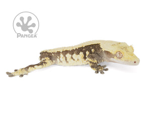 Male Tailless Drippy Solid Back Crested Gecko, fired up, facing right, full right side view. 0714