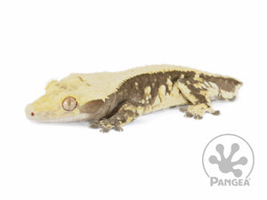 Male Tailless Drippy Solid Back Crested Gecko, fired up, facing left, full left side view. 0714