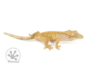 Male Orange Extreme Harlequin Crested Gecko Cr-0715 looking right 