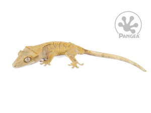 Male Orange Extreme Harlequin Crested Gecko Cr-0715 looking left