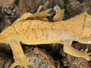 Male Orange Extreme Harlequin Crested Gecko Cr-0715 close up looking right 