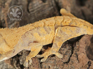 Male Orange Extreme Harlequin Crested Gecko Cr-0715 close up looking left
