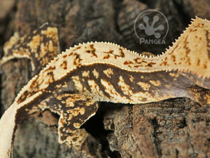 Juvenile Male Partial Pinstripe Crested Gecko, fired up, facing right, close up of the right side laterals. 0716