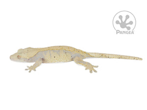 Female Lavender and Yellow Extreme Crested Gecko, not fired up, facing left, full left side view. 0721