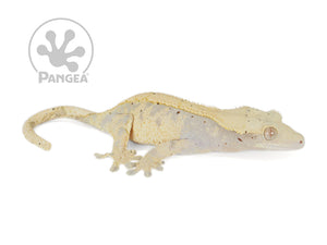 Female Lavender and Yellow Extreme Crested Gecko, not fired up, facing right, full right side view. 0721