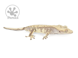 Juvenile Male Drippy Lavender and Yellow Crested Gecko, not fired up, facing right, full right side view. 0722