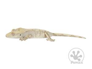 Female Dark and White Extreme Crested Gecko Cr-0726