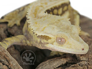 Male Drippy Partial Pinstripe Crested Gecko, fired up, facing front and slightly right, close up of the right side of the face, partial views of both lateral sides. 0725