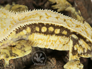 Male Drippy Partial Pinstripe Crested Gecko, fired up, facing left, close up of the left laterals. 0725
