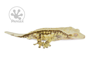 Male Drippy Partial Pinstripe Crested Gecko, fired up, facing right, full right side view. 0725