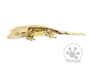 Male Drippy Partial Pinstripe Crested Gecko, fired up, facing left, full left side view. 0725