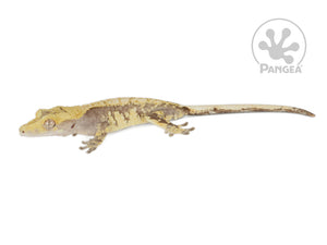 Juvenile Male Drippy Lavender and Yellow Crested Gecko, fired up, facing left, full left side view. 0722