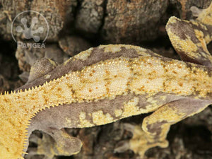 Juvenile Male Drippy Lavender and Yellow Crested Gecko, fired up, facing left, close up of the dorsal. 0722