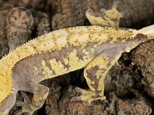 Juvenile Male Drippy Lavender and Yellow Crested Gecko, fired up, facing left, close up of the left side laterals. 0722