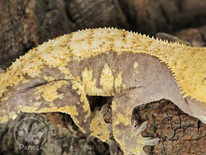 Juvenile Male Drippy Lavender and Yellow Crested Gecko, fired up, facing right, close up of the right side laterals. 0722