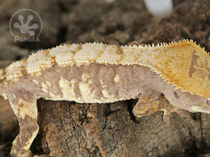 Female Dark and White Extreme Crested Gecko Cr-0726