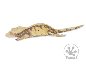 Female Lavender and Yellow Extreme Crested Gecko, fired up, facing left, full left side view. 0721