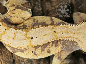 Female Lavender and Yellow Extreme Crested Gecko, fired up, facing right, close up of the dorsal. 0721