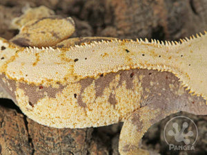 Female Lavender and Yellow Extreme Crested Gecko, fired up, facing right, close up of the right laterals and the dorsal. 0721
