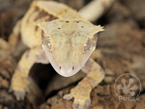 Female Lavender and Yellow Extreme Crested Gecko, fired up, facing front, close up of the face and front legs, partial view of the right laterals. 0721