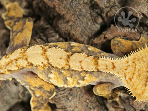 Juvenile Male Tailless Yellow Extreme Crested Gecko, fired up, facing right, close up of the dorsal. 0718