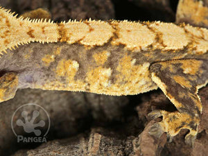 Juvenile Male Tailless Yellow Extreme Crested Gecko, fired up, facing left, close up of the left laterals. 0718