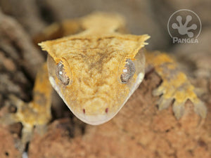 Juvenile Male Tailless Yellow Extreme Crested Gecko, fired up, facing front, close up of the face and front feet. 0718