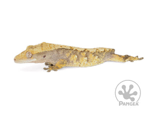 Juvenile Male Tailless Yellow Extreme Crested Gecko, fired up, facing left, full left side view. 0718