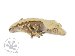 Juvenile Male Tailless Drippy Harlequin Crested Gecko, fired up, facing right, full right side view. 0723