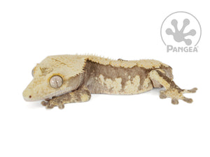 Juvenile Male Tailless Drippy Harlequin Crested Gecko, fired up, facing left, full left side view. 0723