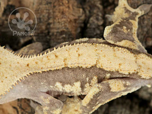 Juvenile Male Tailless Drippy Harlequin Crested Gecko, fired up, facing left, close up of the dorsal. 0723